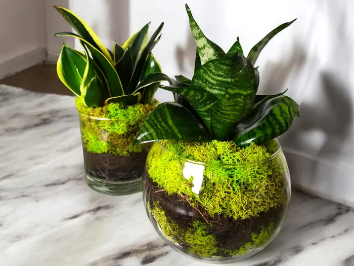Piantine in vasi di vetro eleganti con muschio stabilizzato e terriccio naturale, idea regalo e decorazione moderna